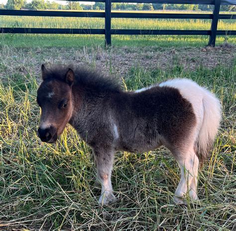 micro ponies|mini pony for sale uk.